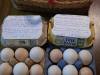 Local eggs at MALETS