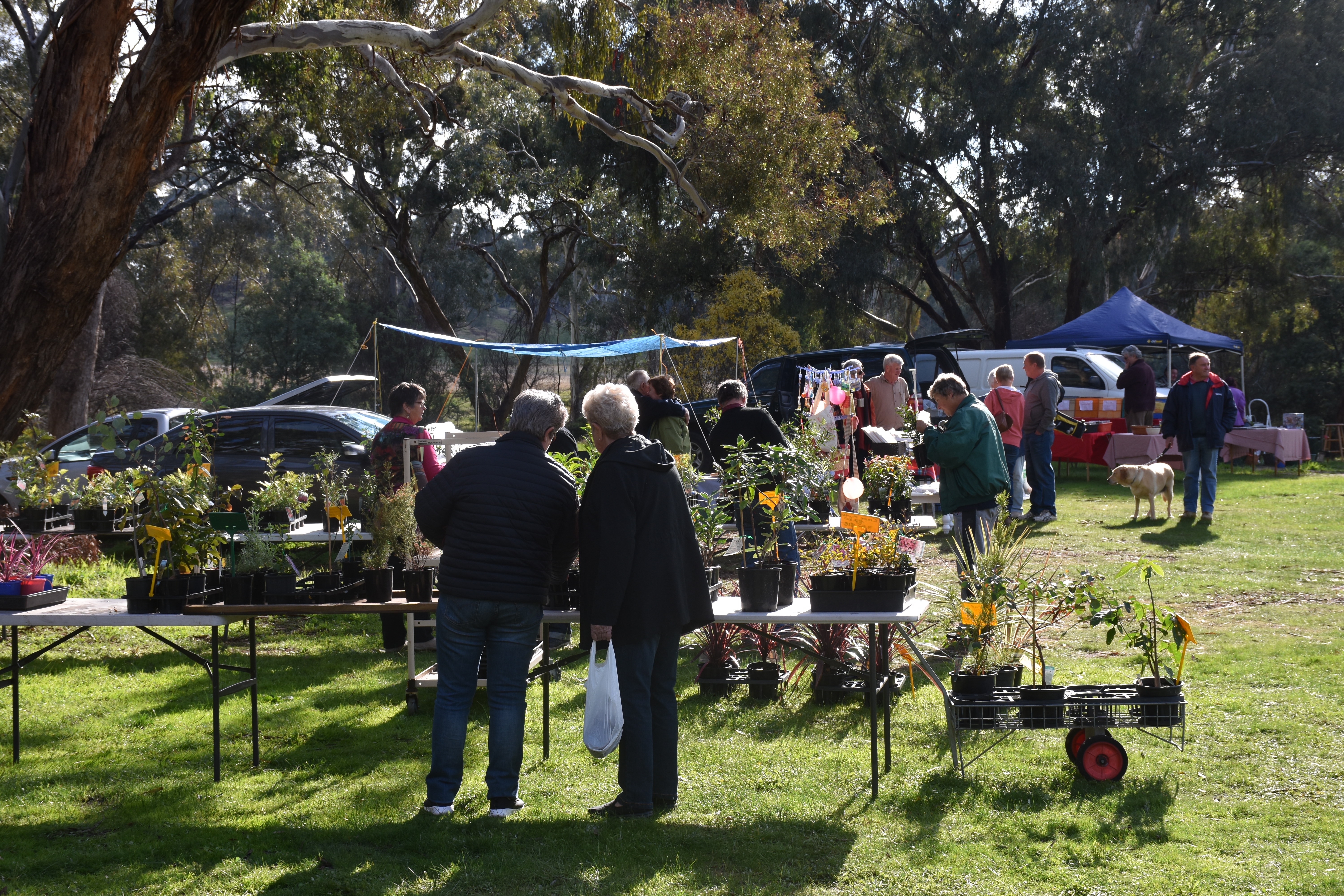 Market Day 20052017 (46)